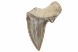 Fossil Ginsu Shark (Cretoxyrhina) Tooth - Kansas #219135-1